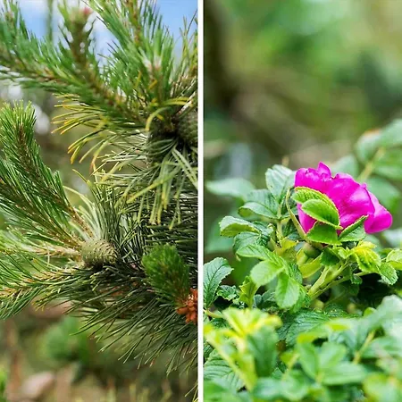 度假居 294-harboore-neerlandiavej-102 哈博尔